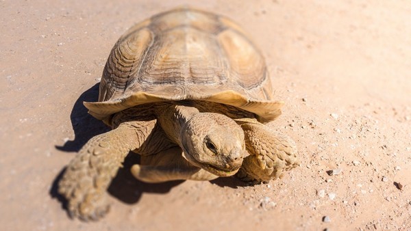Tortoise