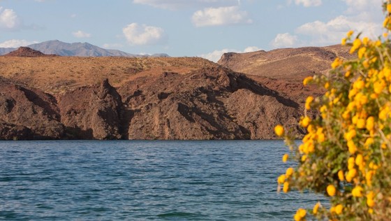 havasu