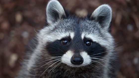 Raccoon