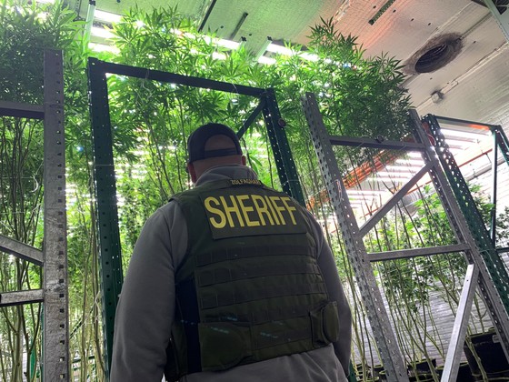 operation hammer strike