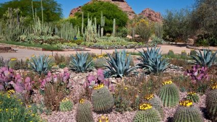 Garden in the desert