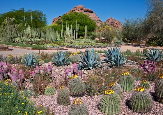 Garden in the desert