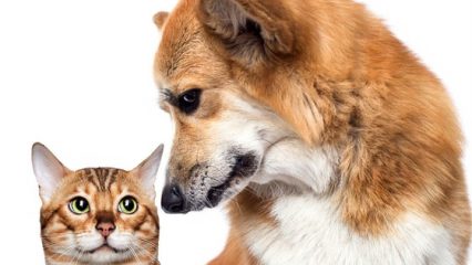 A dog looking down at a cat