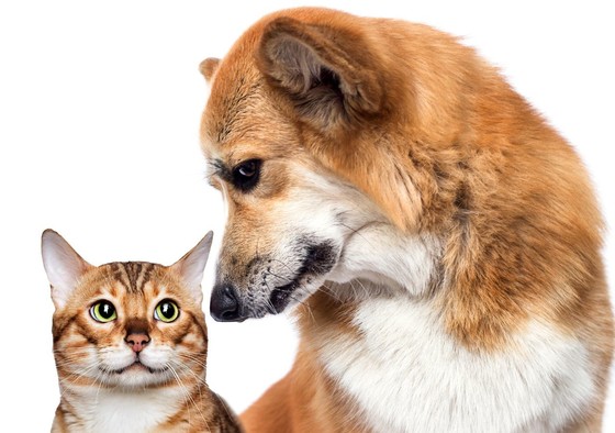 A dog looking down at a cat