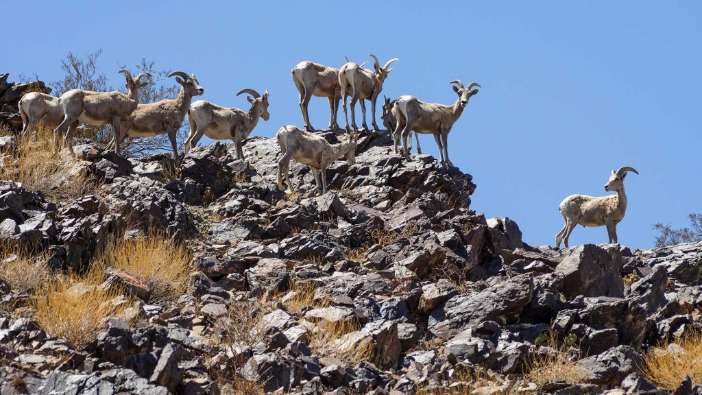 A group of Desert bighorn sheep