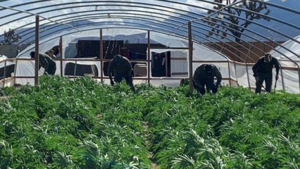 Crops growing in a greenhouse