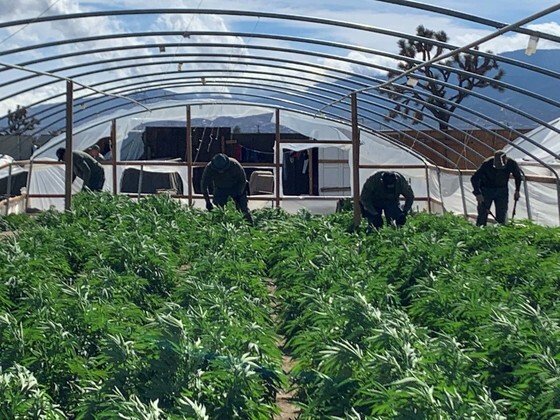 Crops growing in a greenhouse