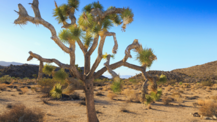 Joshua Tree in the desert