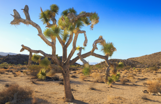Joshua Tree in the desert