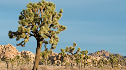 Joshua Tree with rock formations in the background