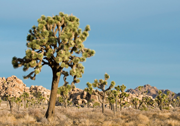 Joshua Tree with rock formations in the background