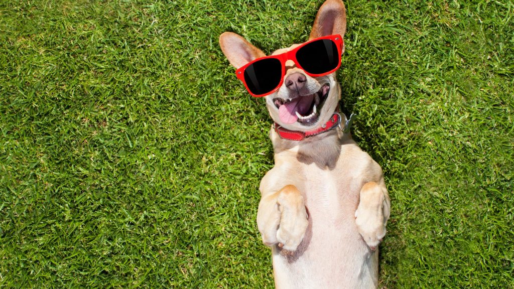 Photo of dog in sunglasses