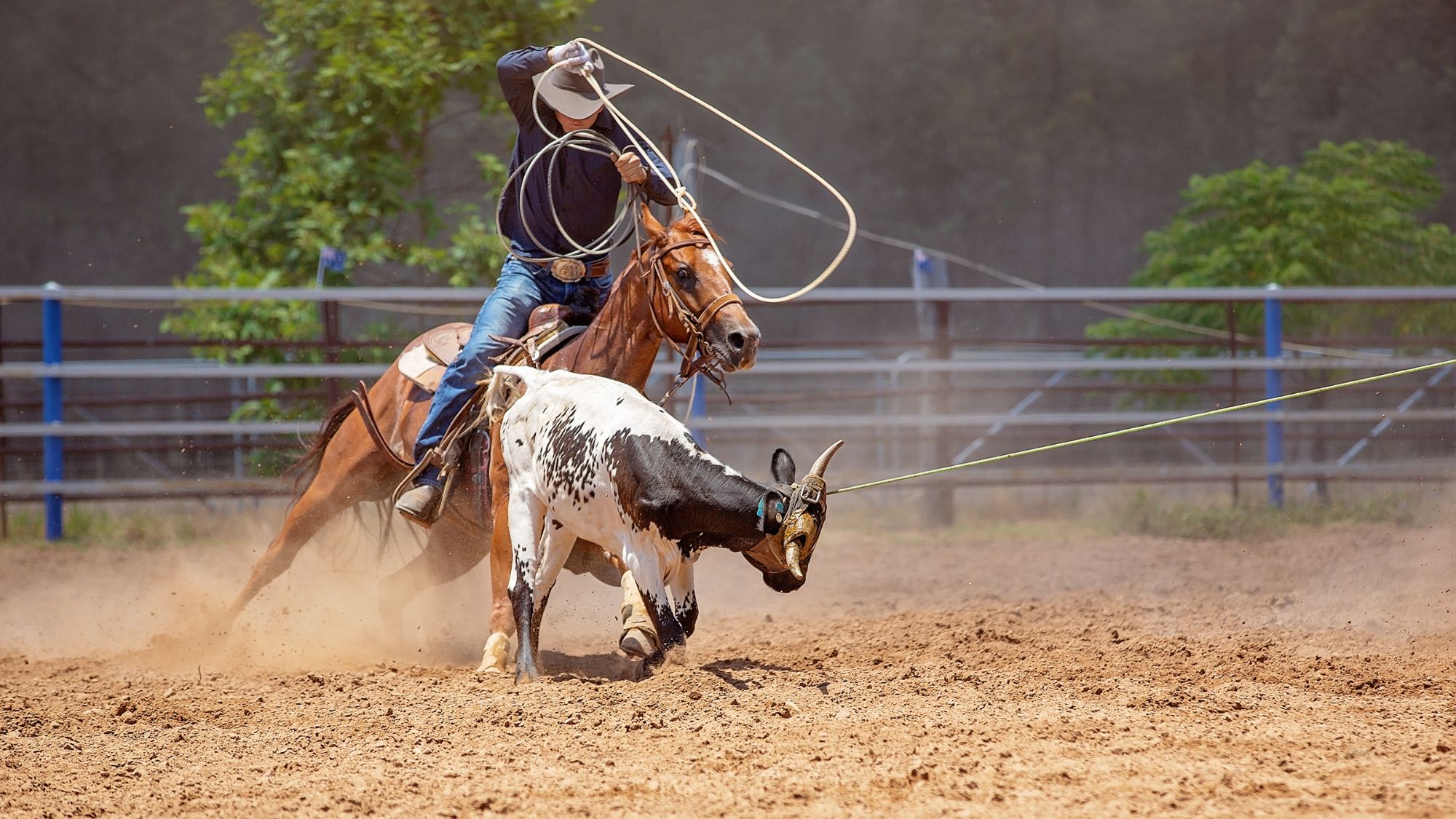 Cowboy riding horse and roping a cow.