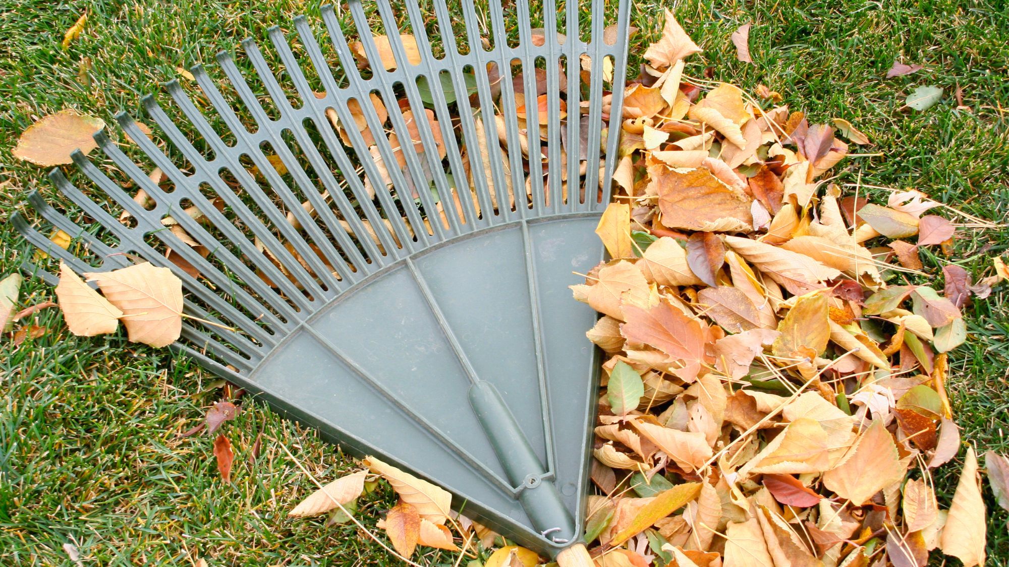 Rake and leaves