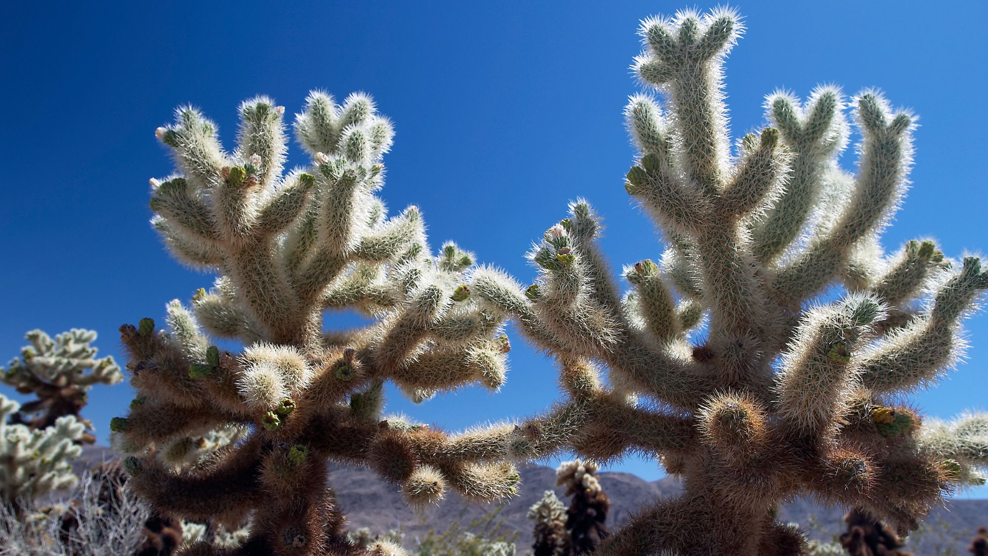 Photo of joshua trees