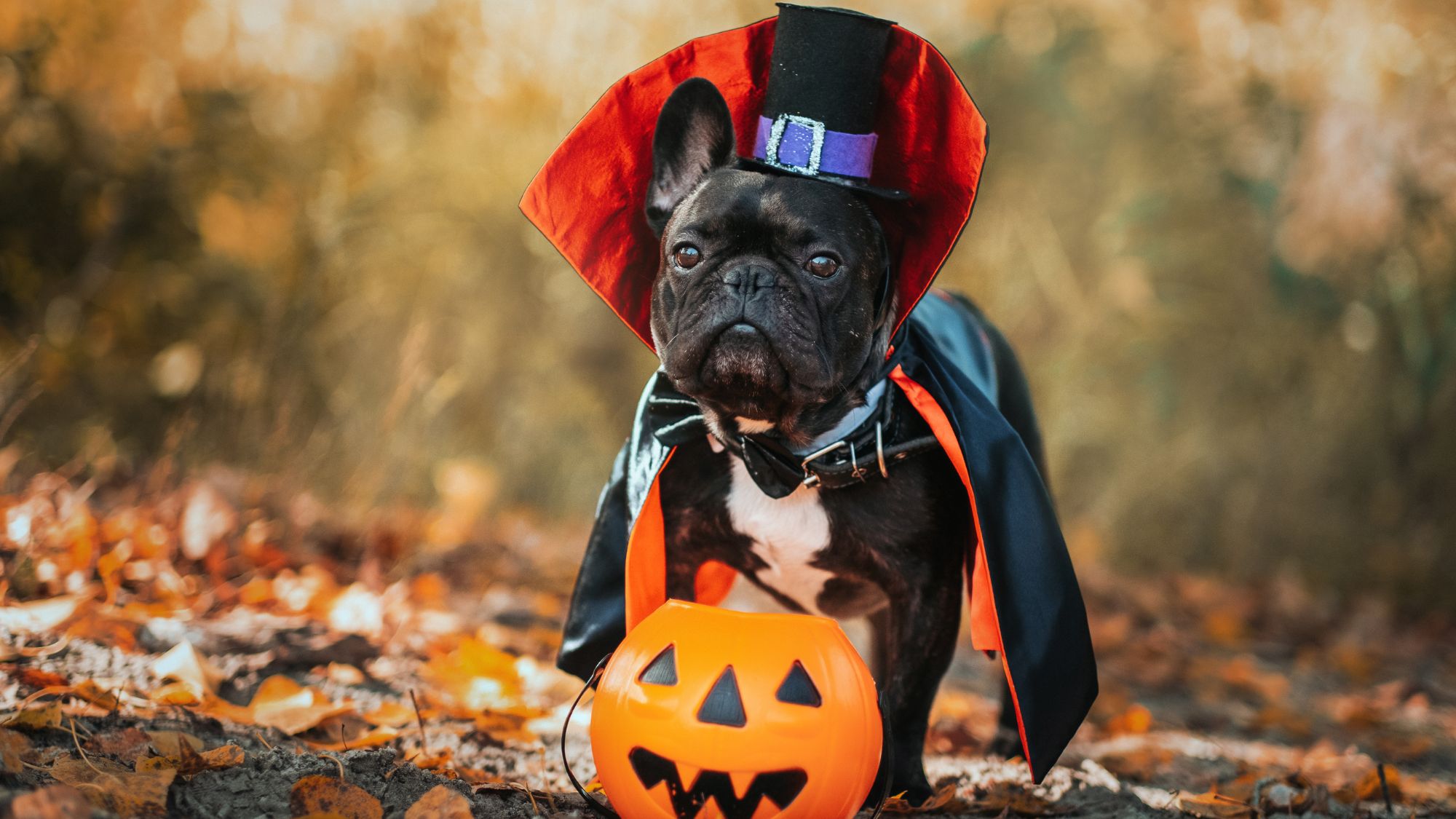 Photo of bulldog in Halloween costume