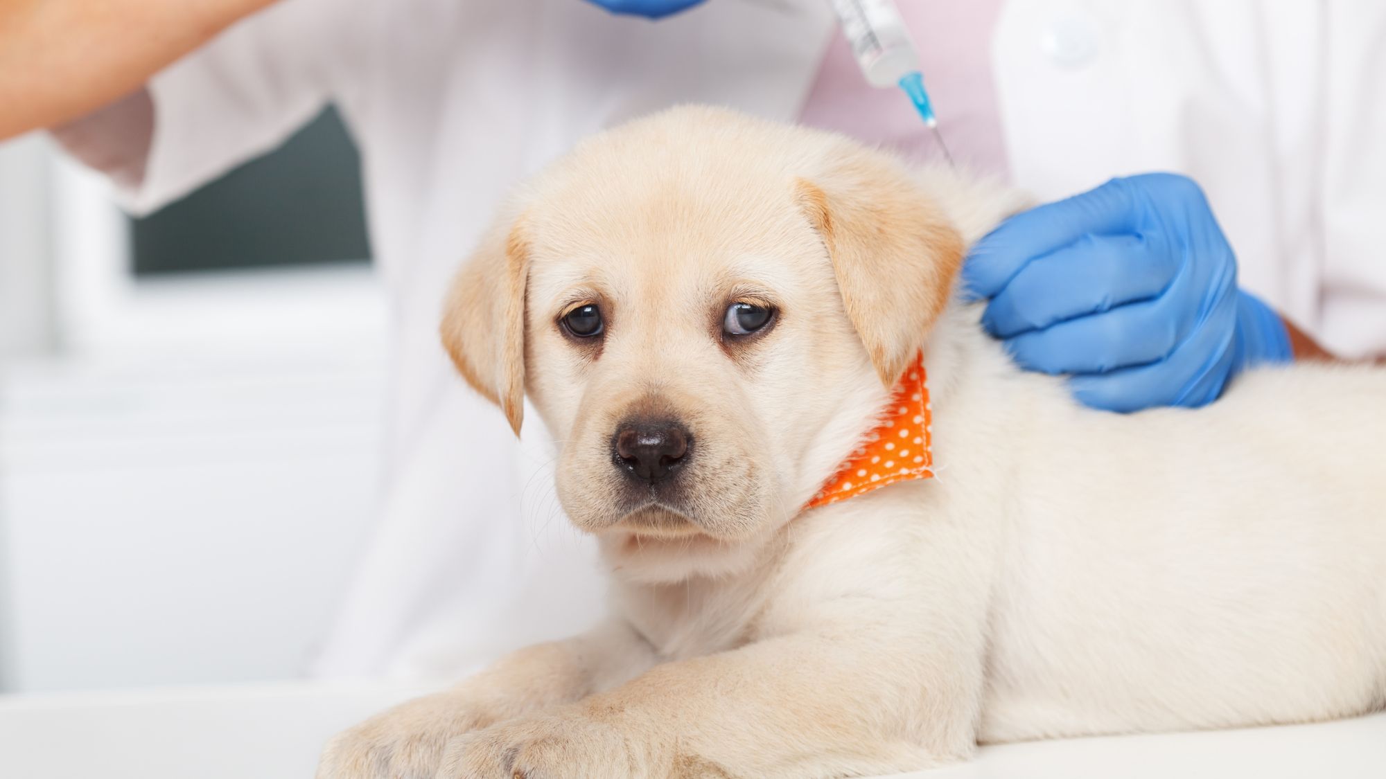 Photo of puppy getting a vaccine
