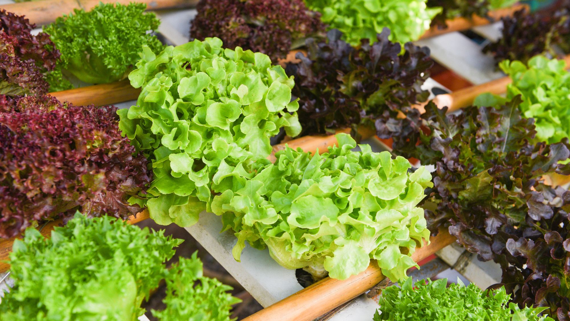 Several types of lettuce growing in a hothouse