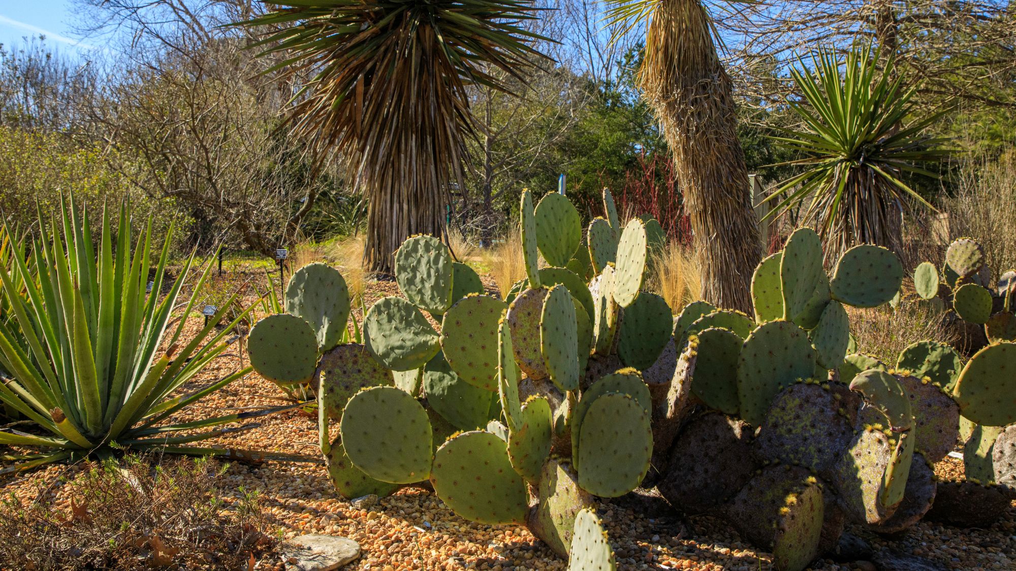 Yucca, cactus and agave plants