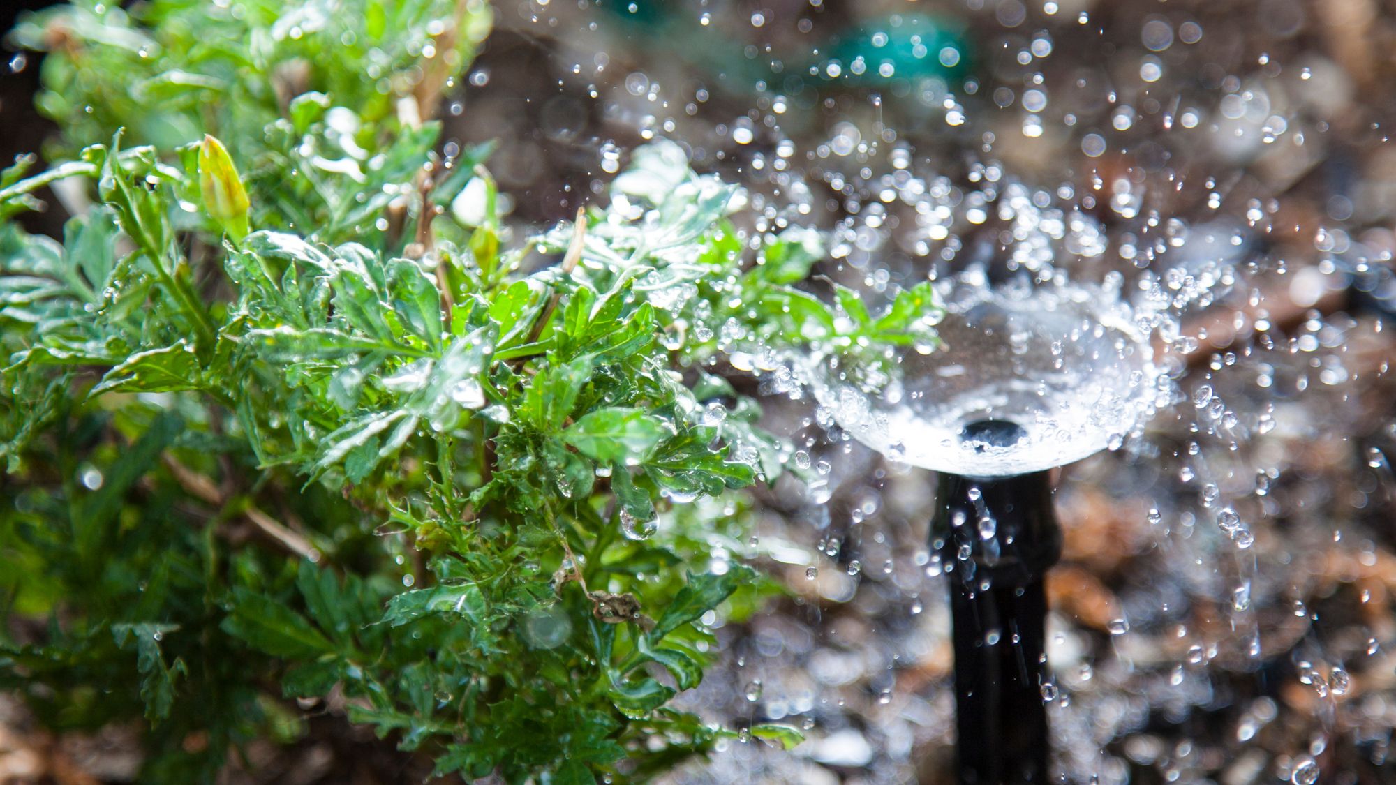 Drip irrigation spraying water on plant