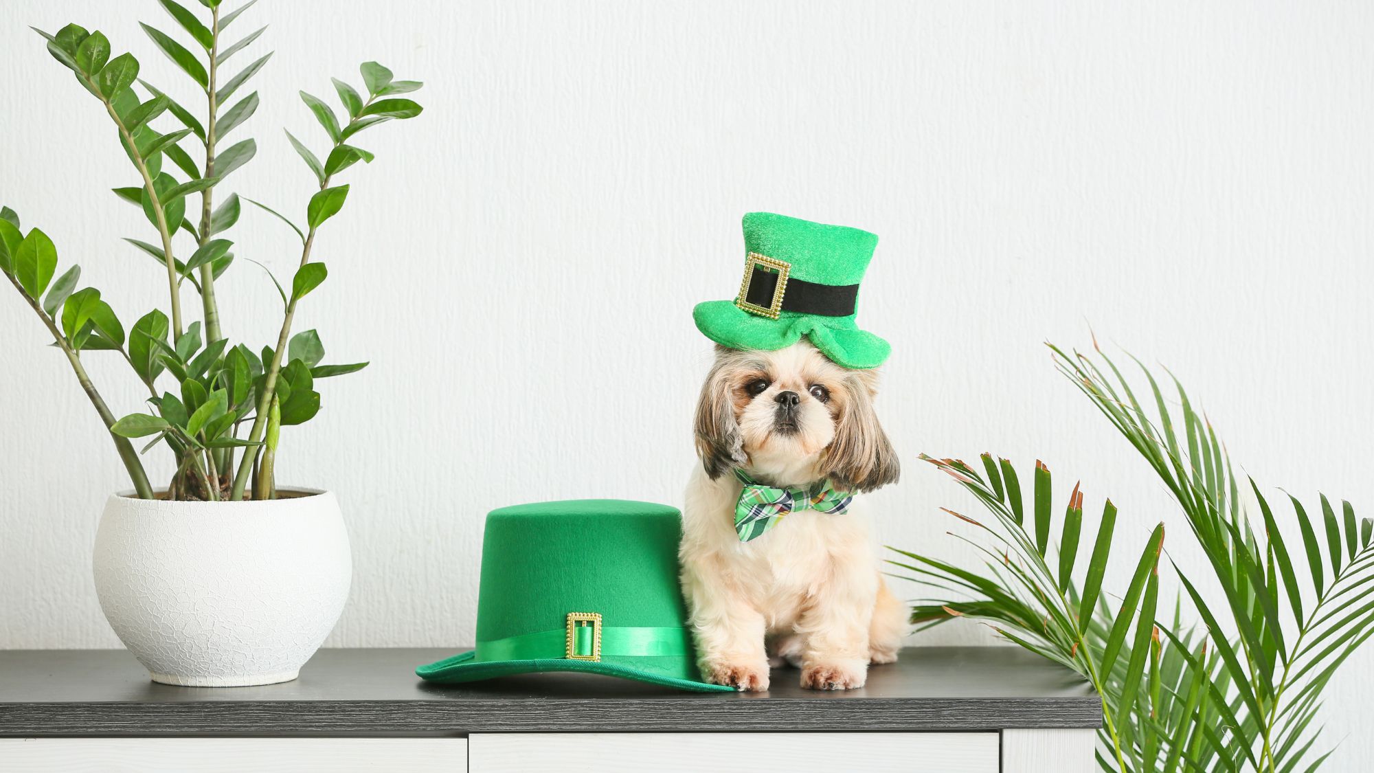 St. Patricks day dog costume