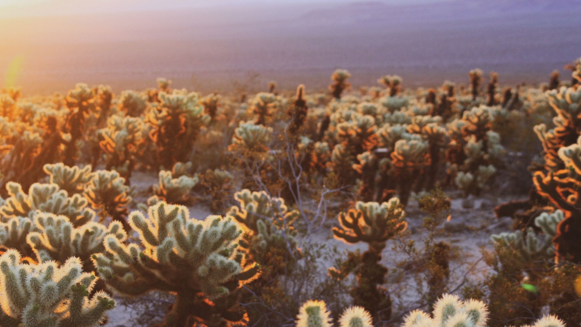 Sunset photo of desert plants