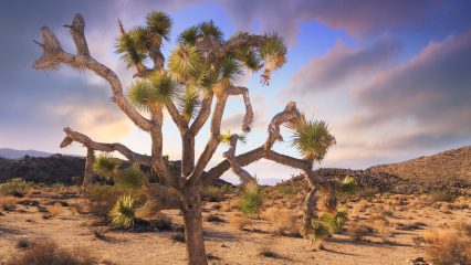 Joshua tree in desert with clouds