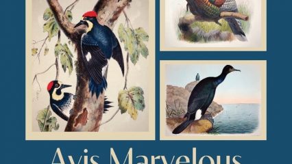 Avis Marvelous Ornithology on the Western Frontier