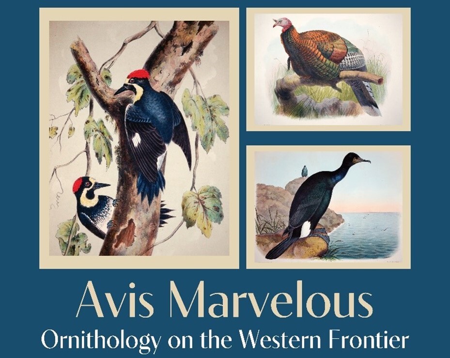 Avis Marvelous Ornithology on the Western Frontier