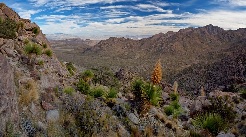 BLM Mojave National Preserve