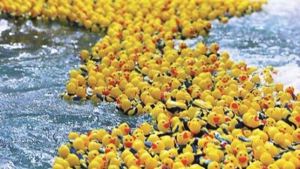 The Great Duck Race