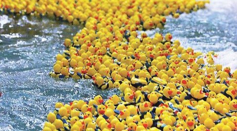 The Great Duck Race