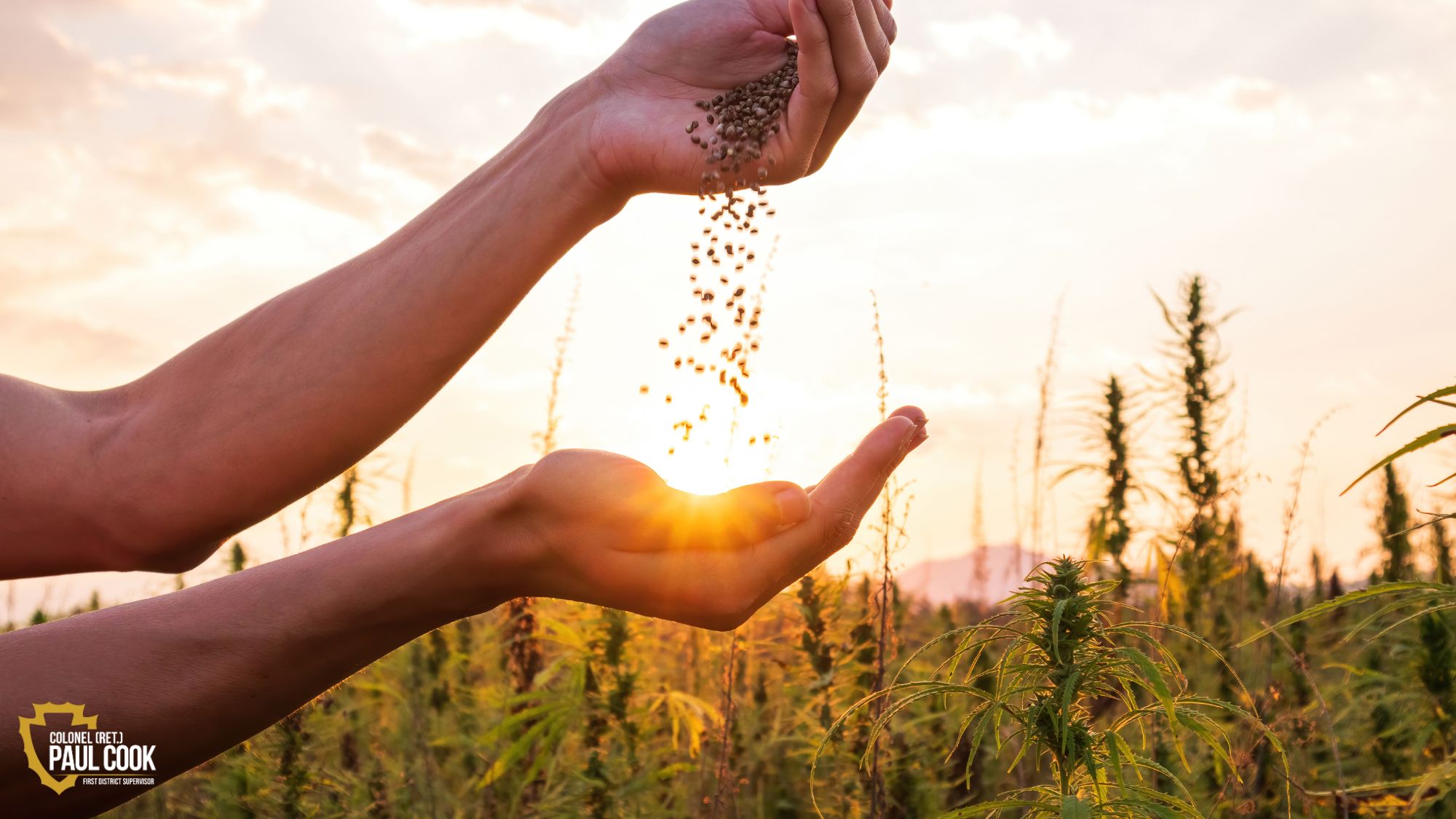 hands holding seeds