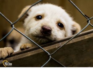 white puppy in cage