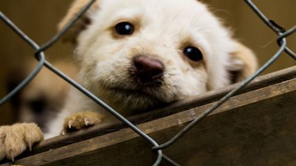 white puppy in cage