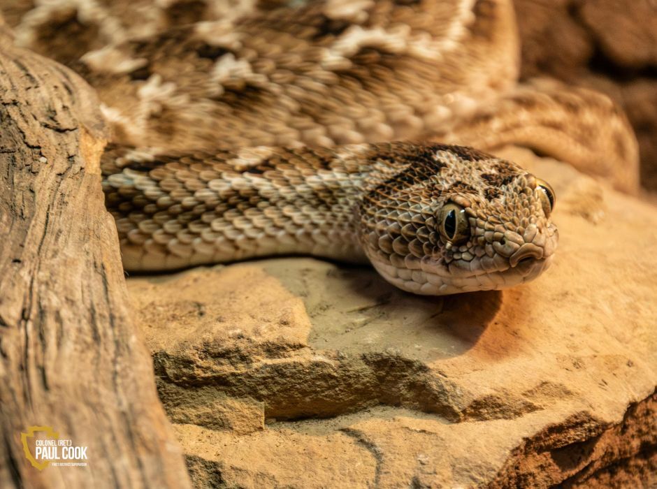 Rattlesnake